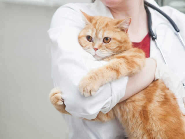 「猫の乳がん」治療法や再発の可能性は？